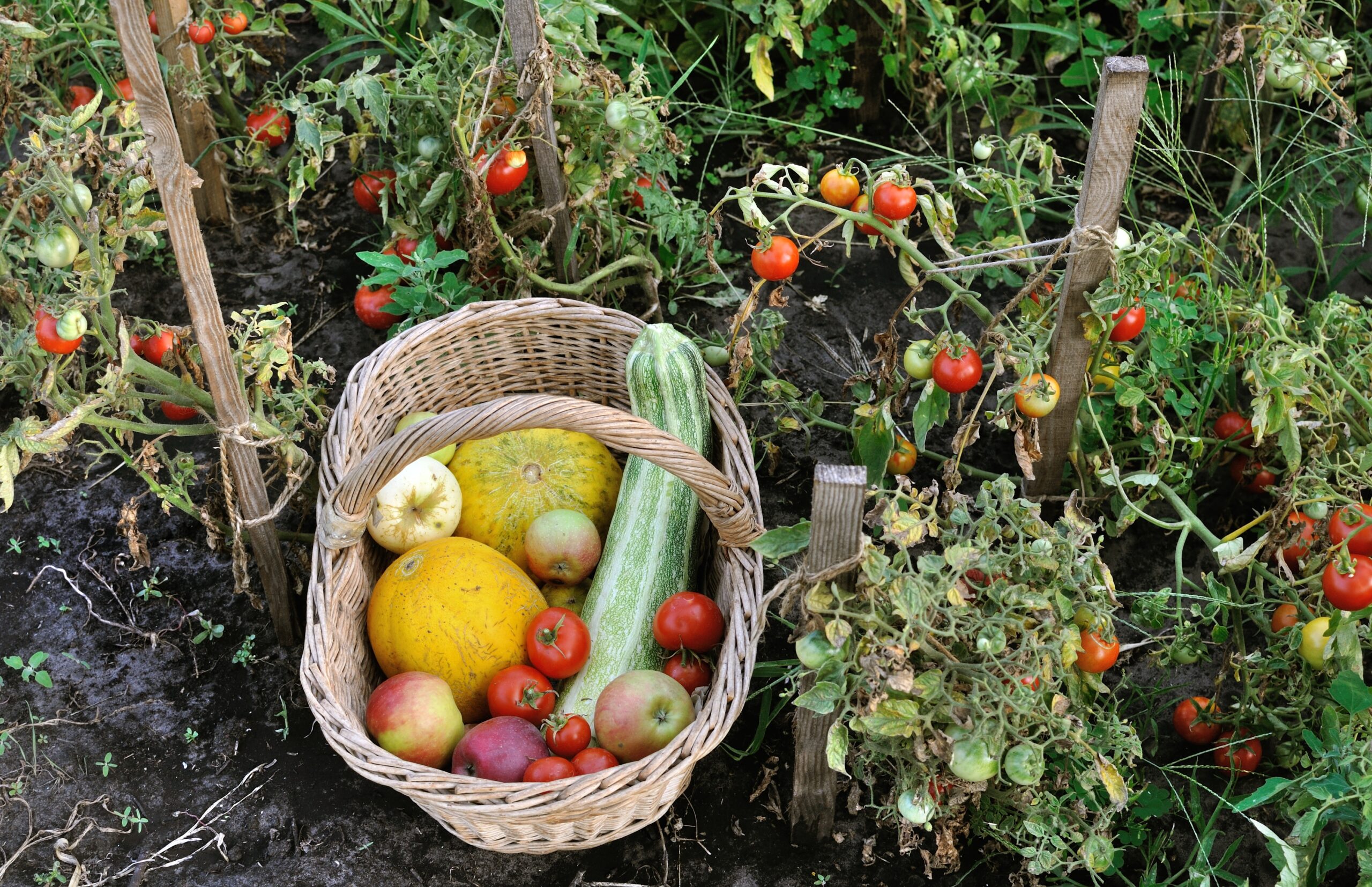 Fruits et légumes