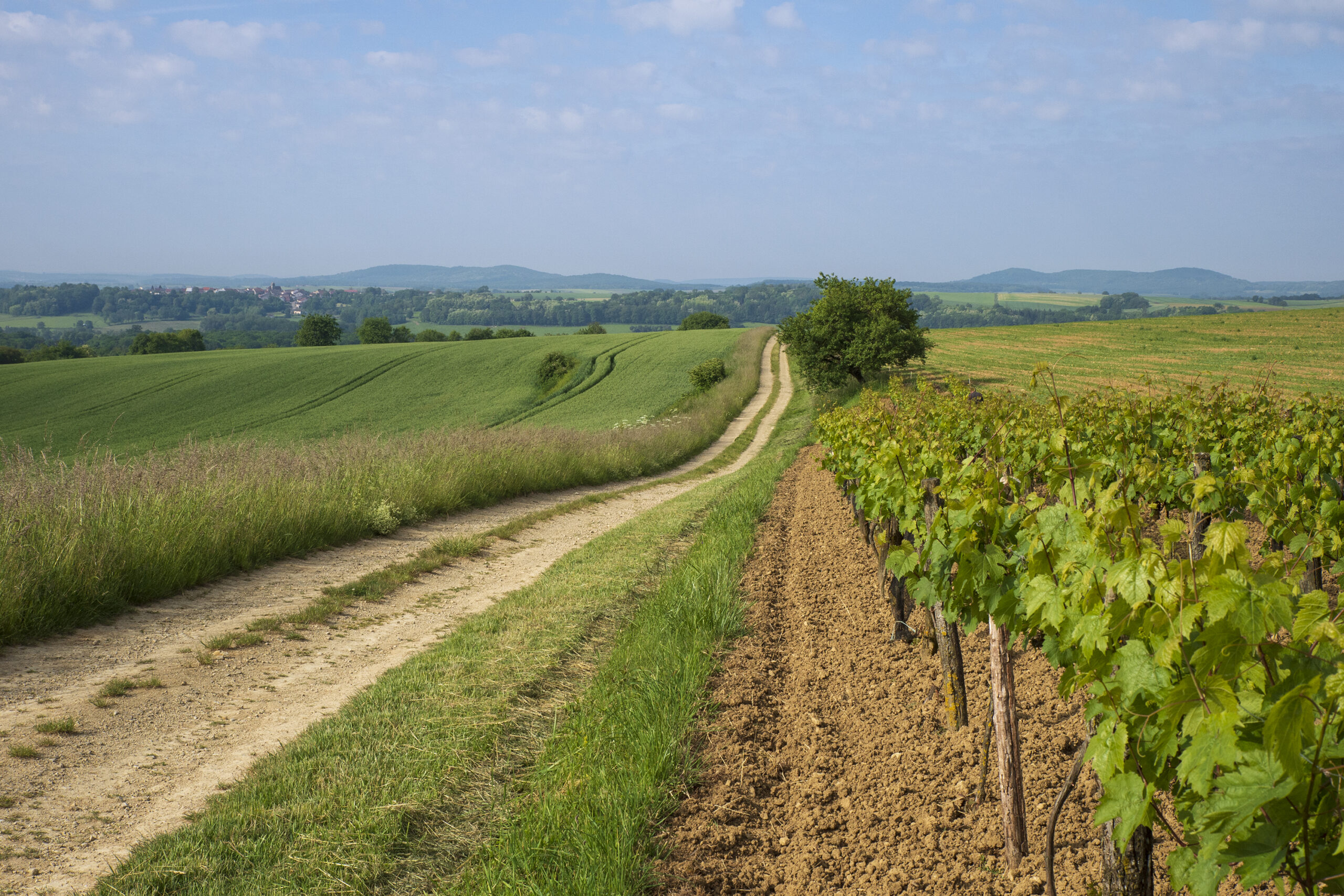 A travers la Vôge (n°1)