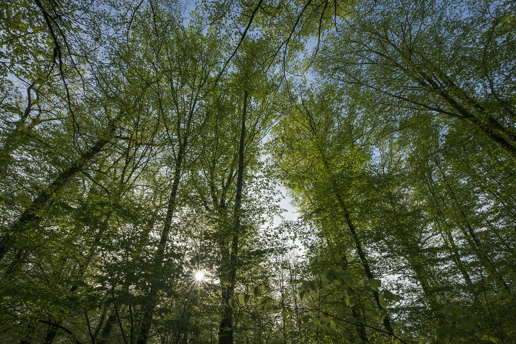Sentier de l’arboretum de Romain-aux-Bois (n°14)