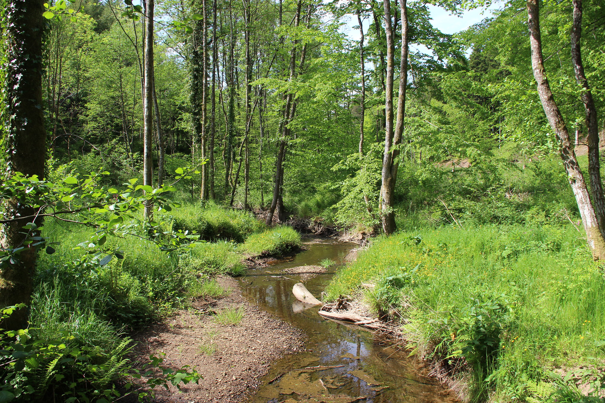 Les Espaces Naturels Sensibles (ENS)