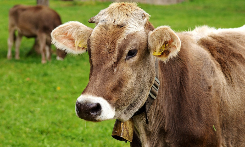 Tentoonstelling: Ontdek het leven op de boerderij